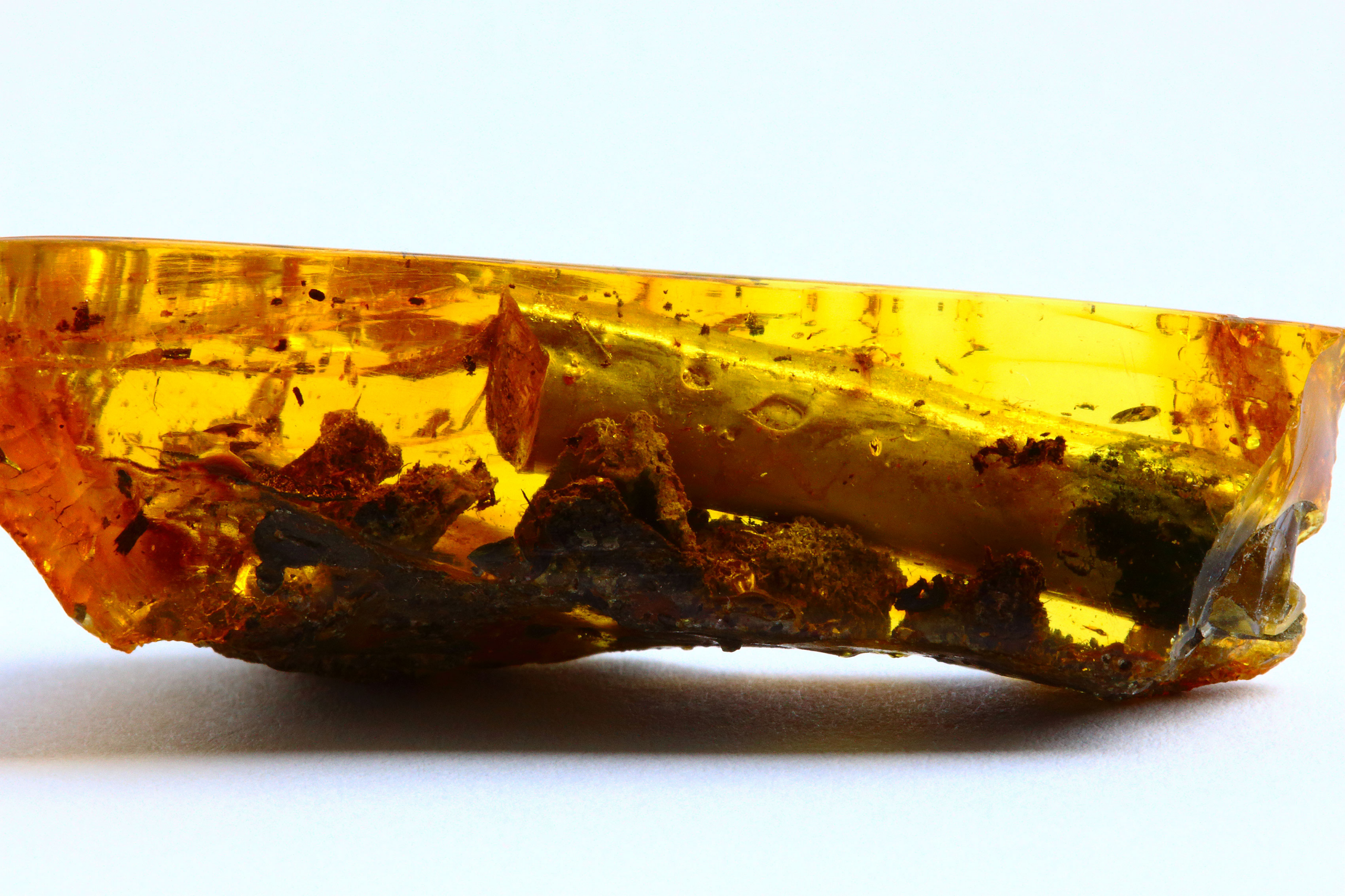 amber resin fossil
