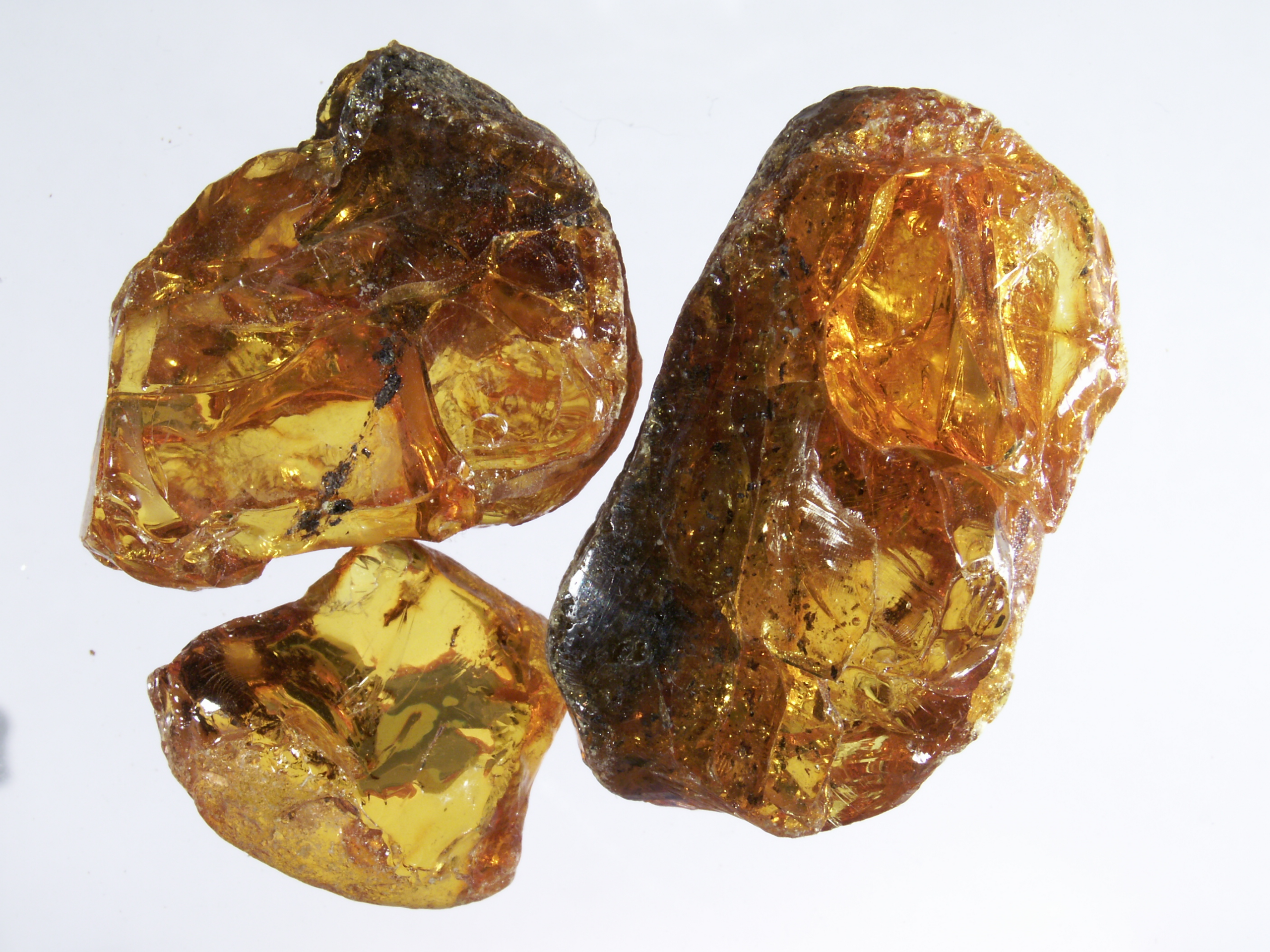 amber resin fossil