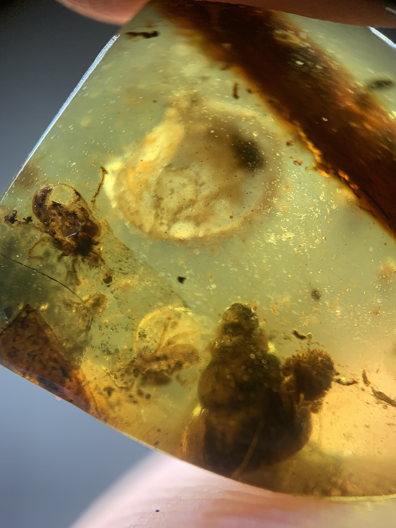 amber resin fossil