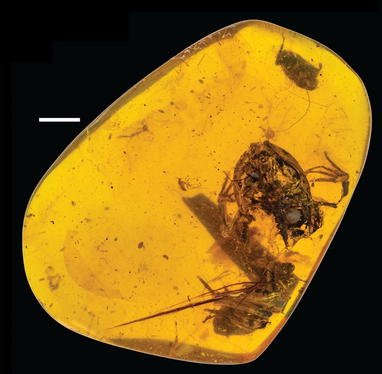 amber resin fossil