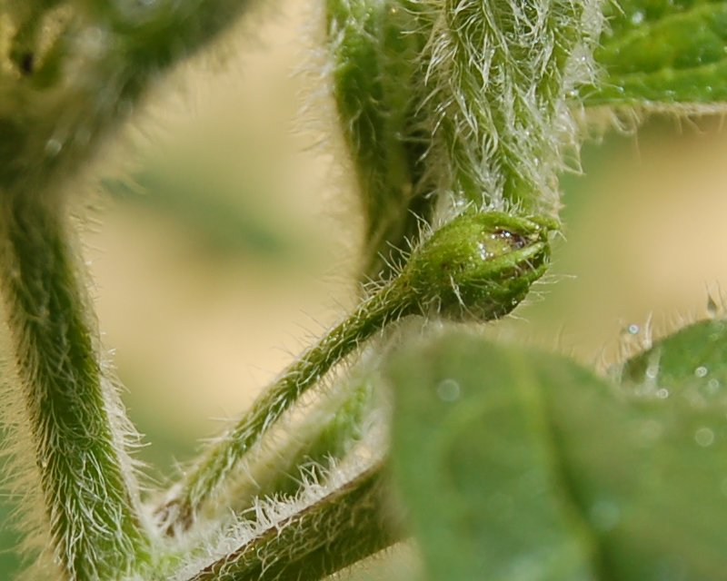 trichomes