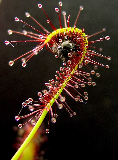 trichomes