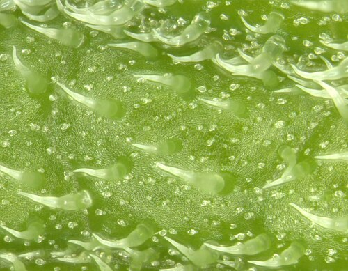 trichomes