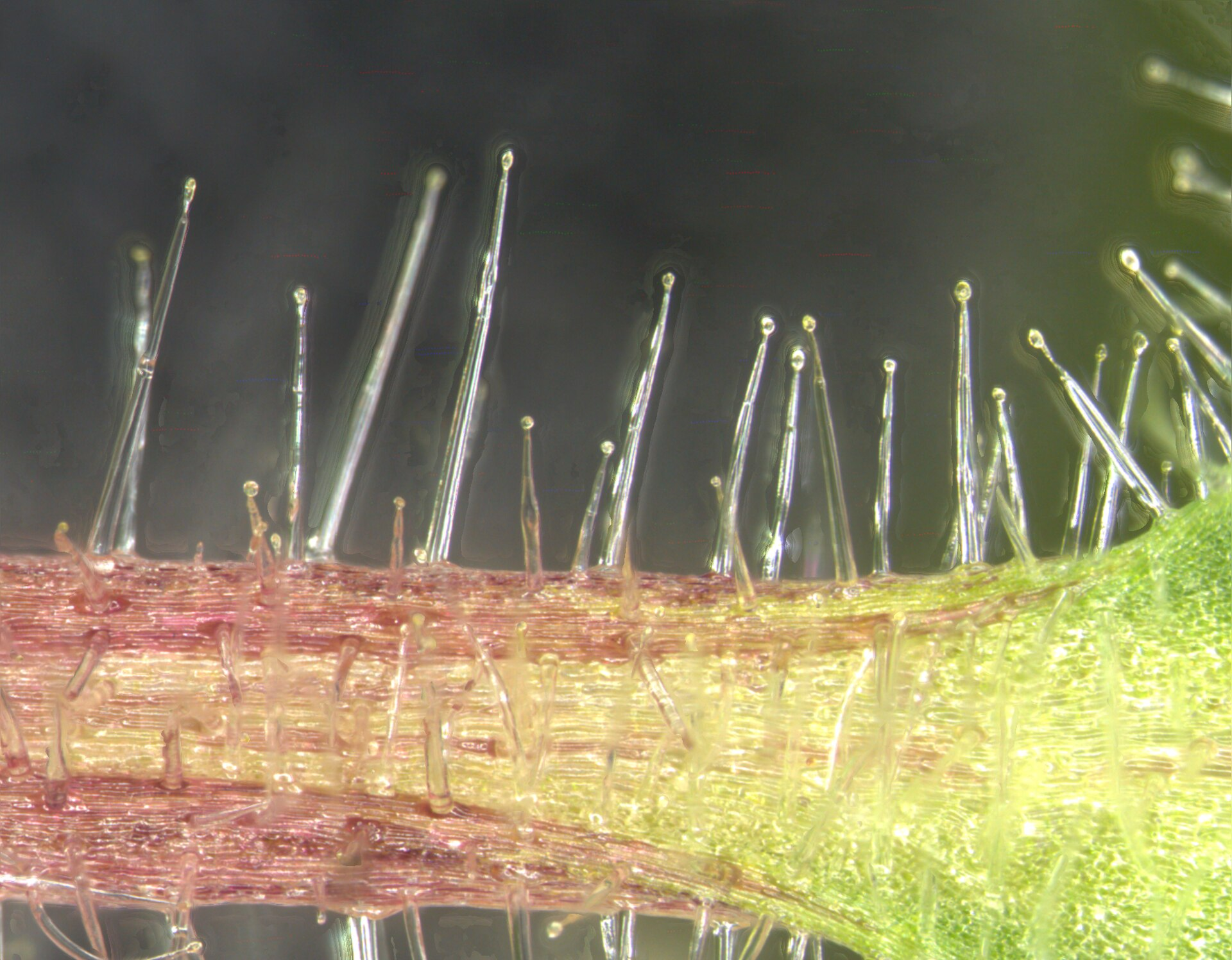 trichomes