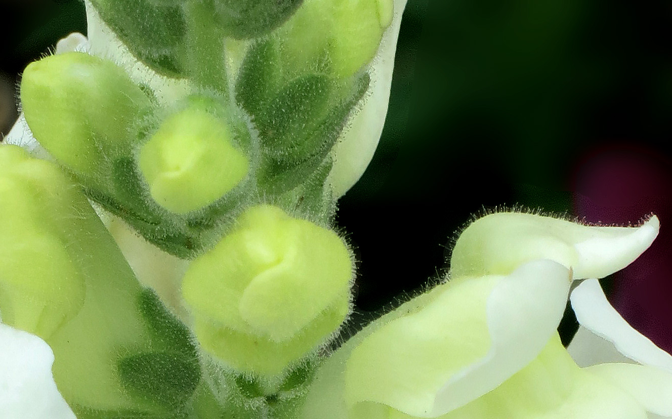 trichomes