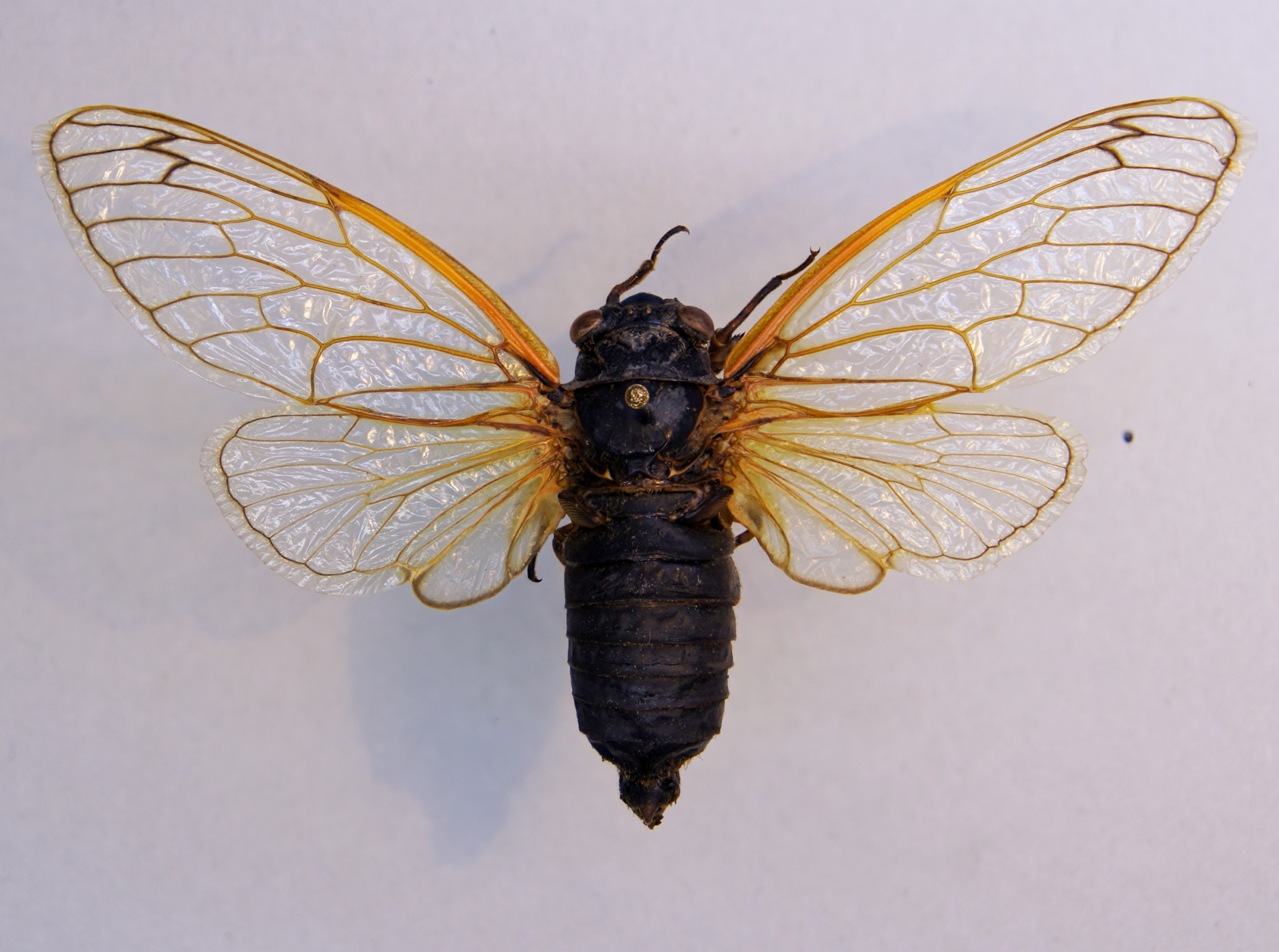 Periodical cicada