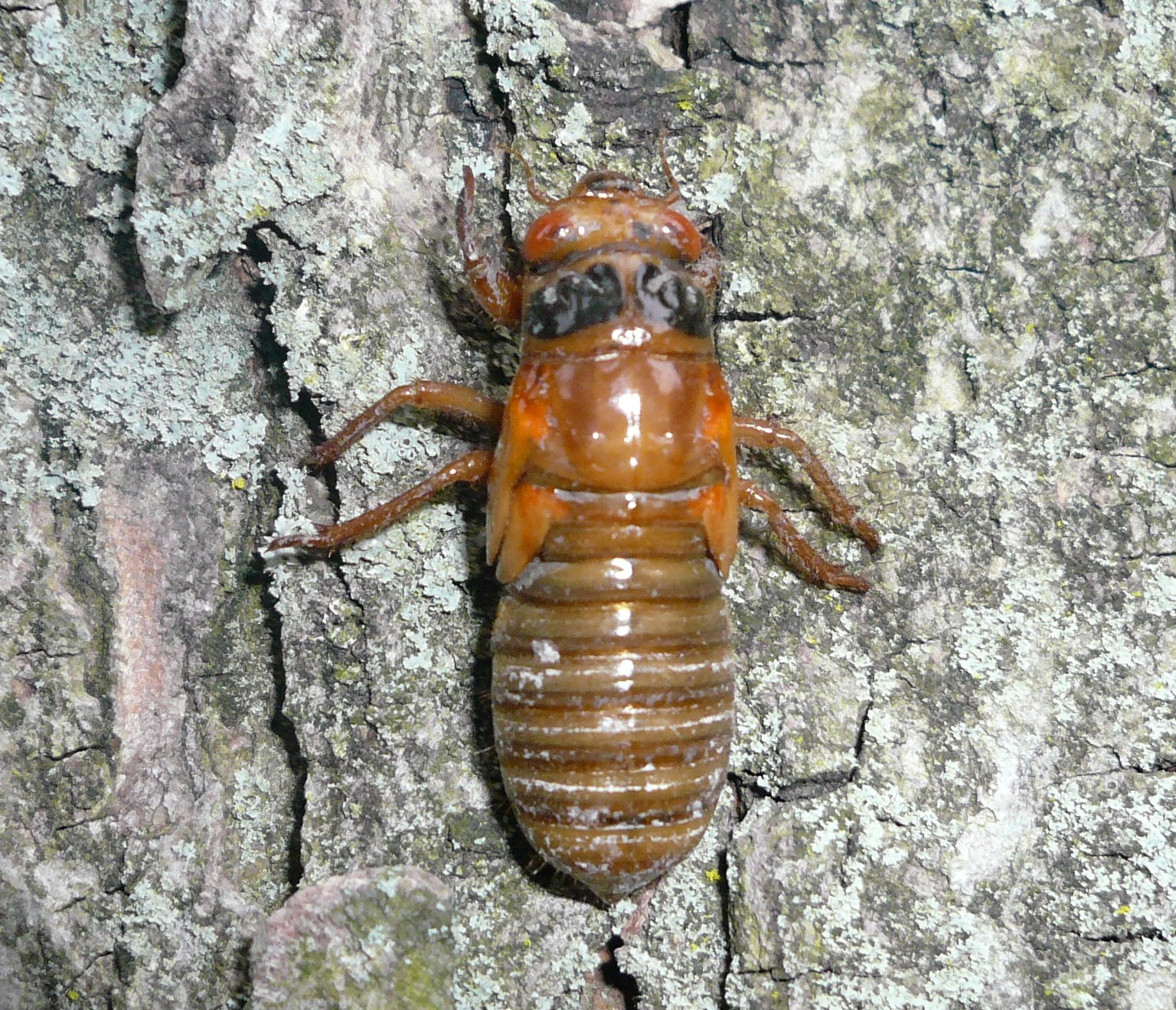 Periodical cicada