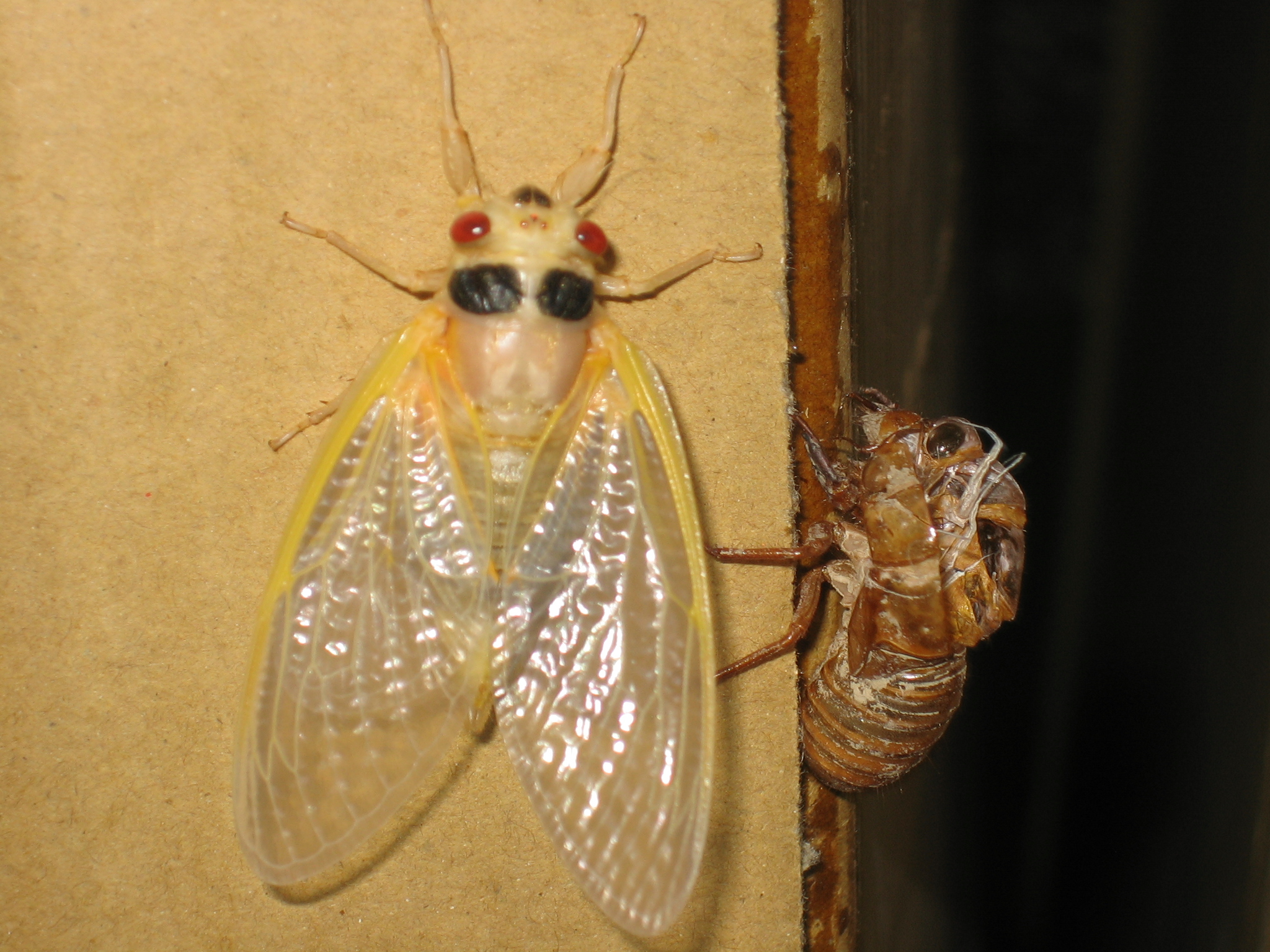 Periodical cicada