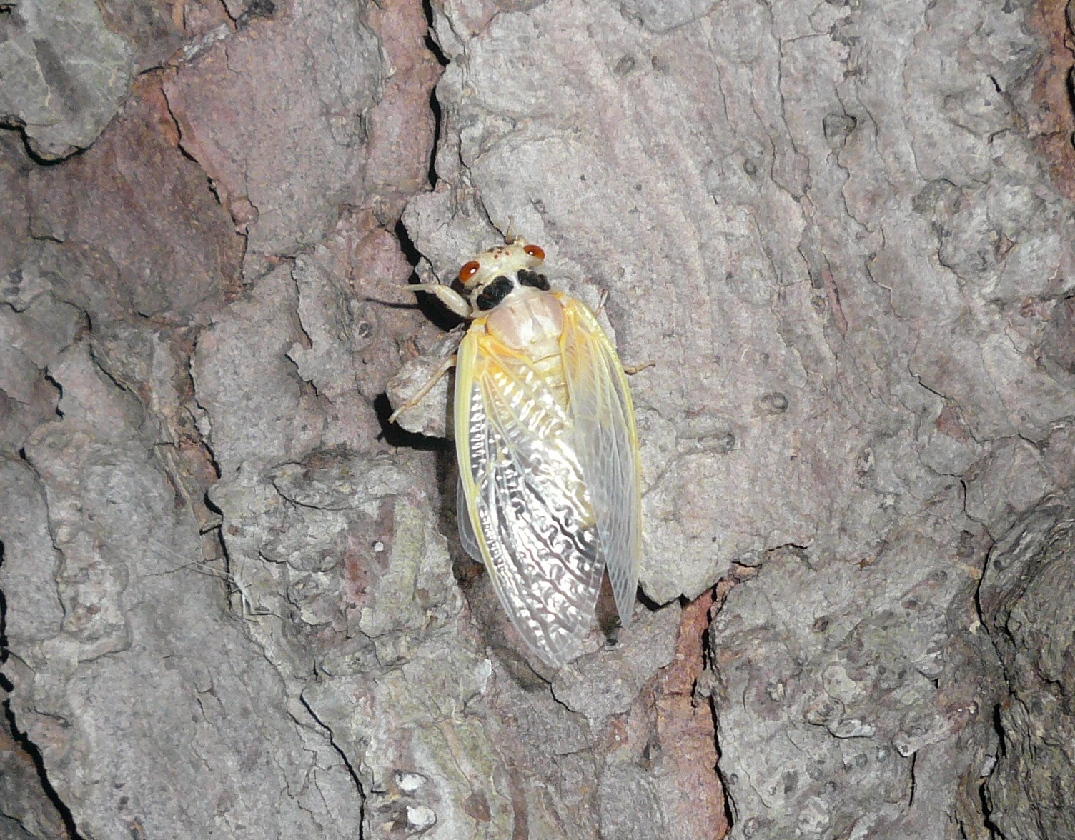 Periodical cicada