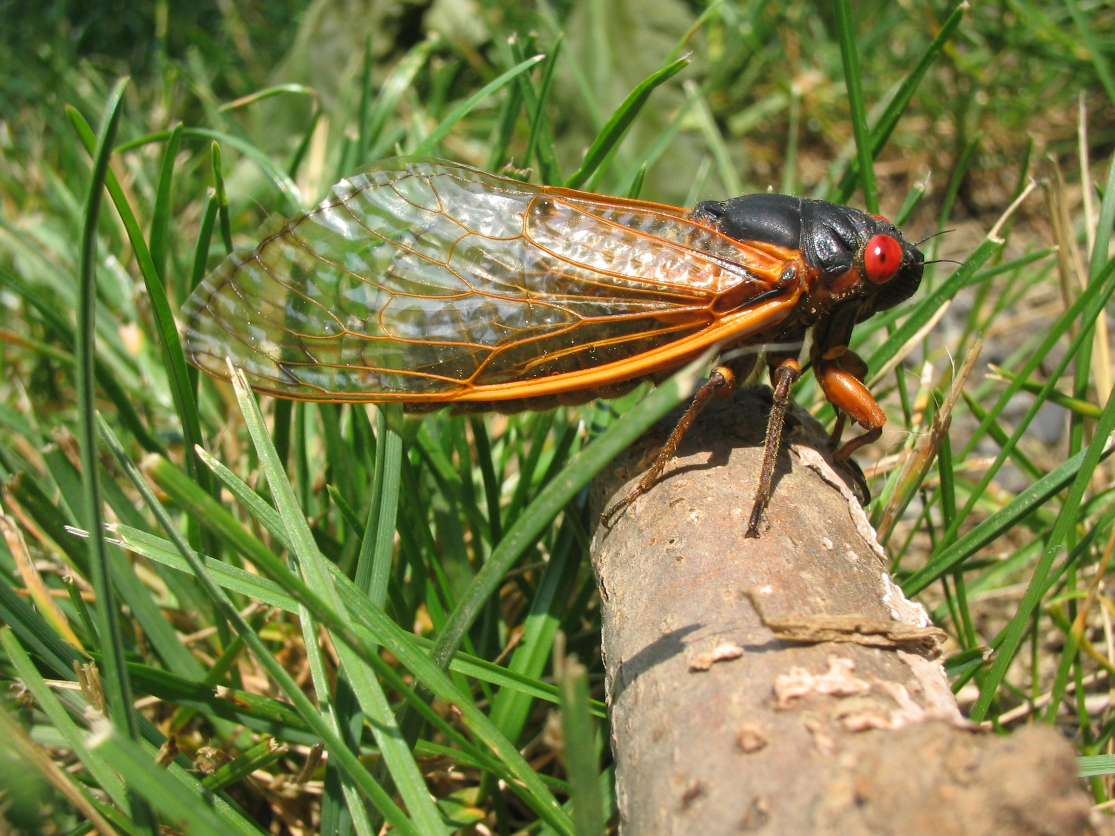 Periodical cicada
