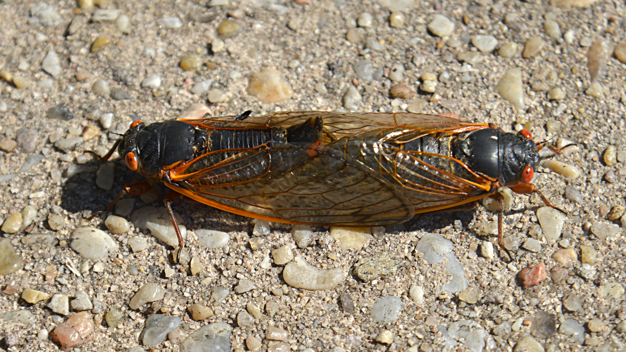 Periodical cicada
