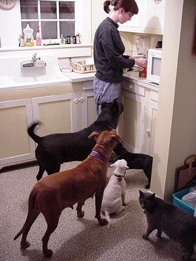 Pet