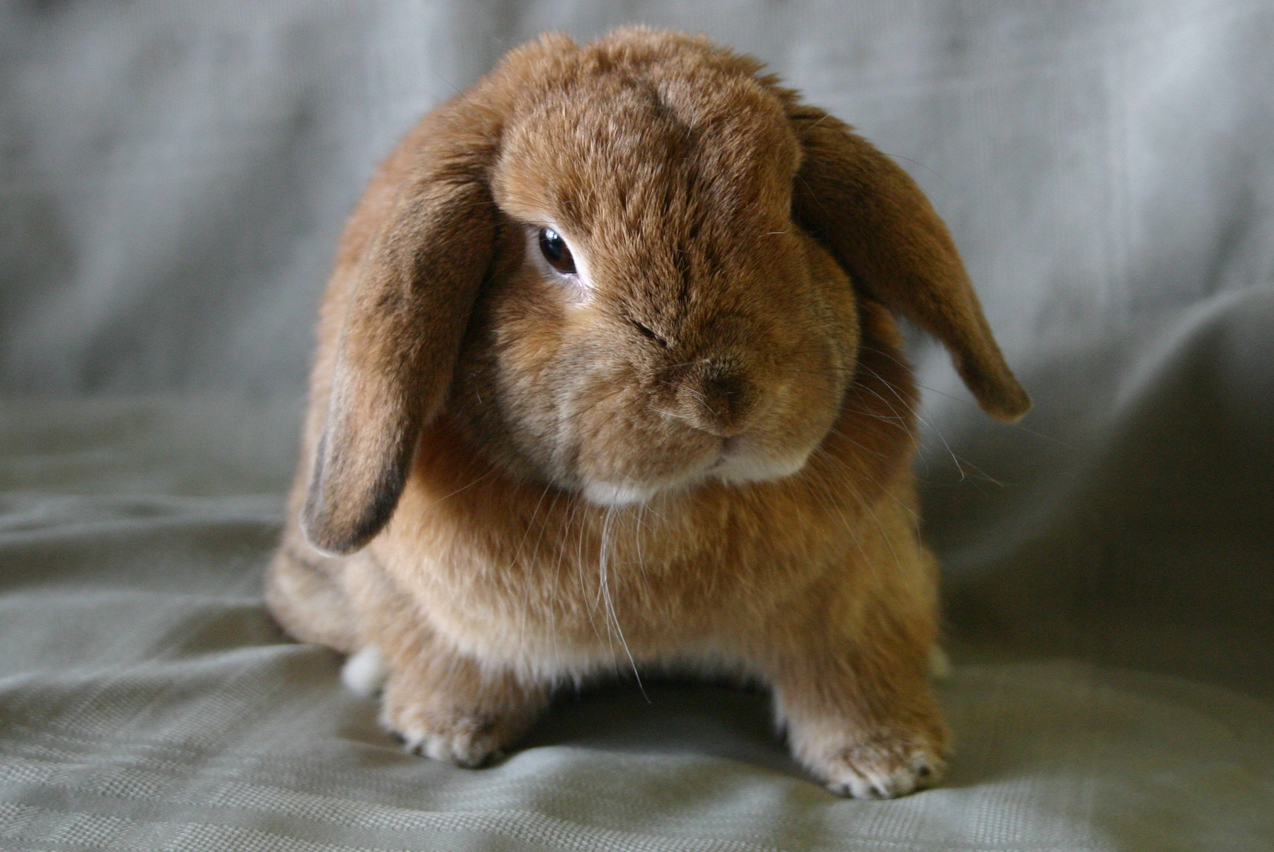 Pet