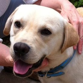 Pet