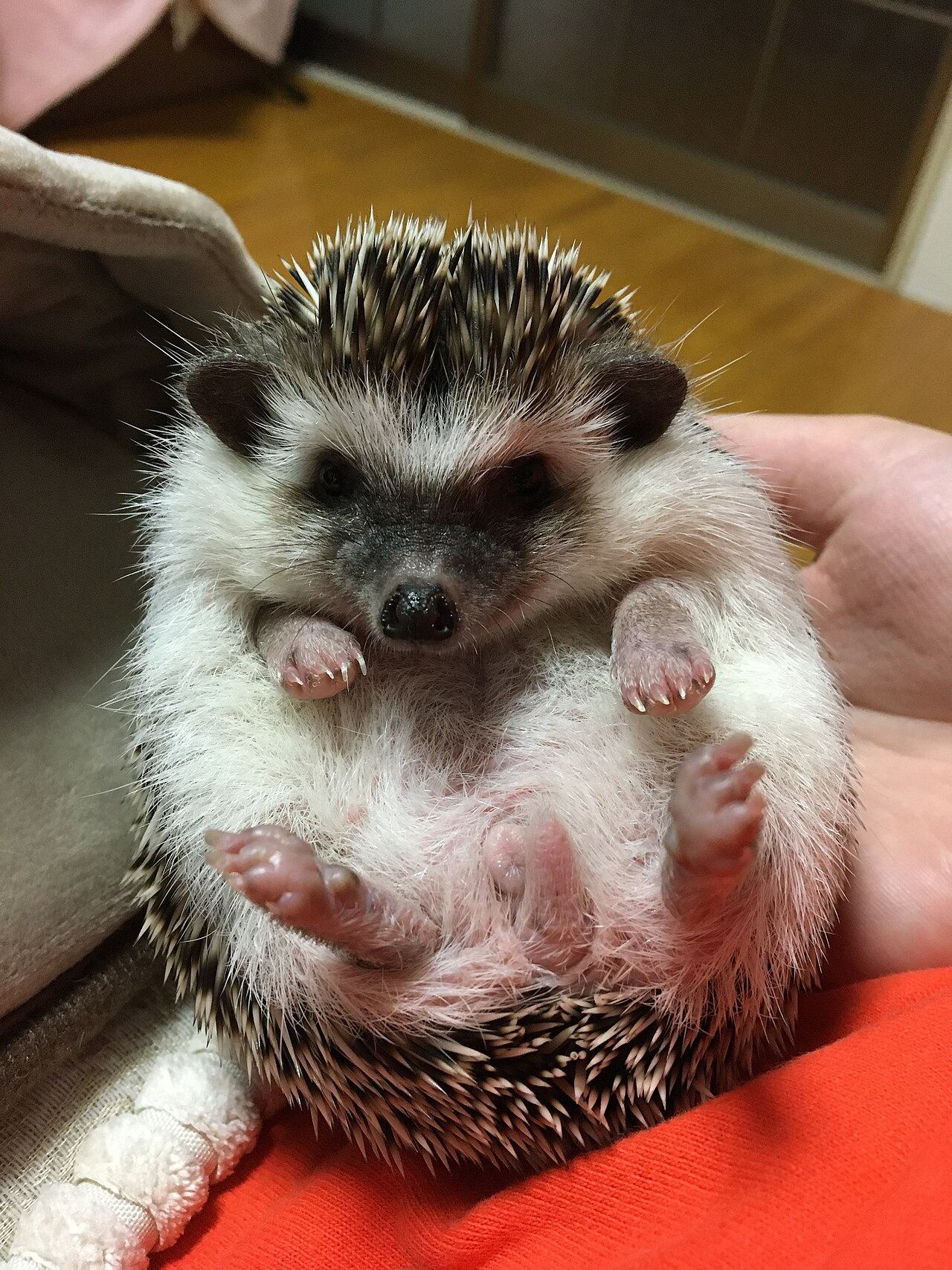 Pet