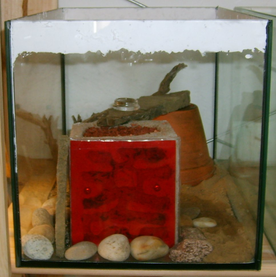 Pet