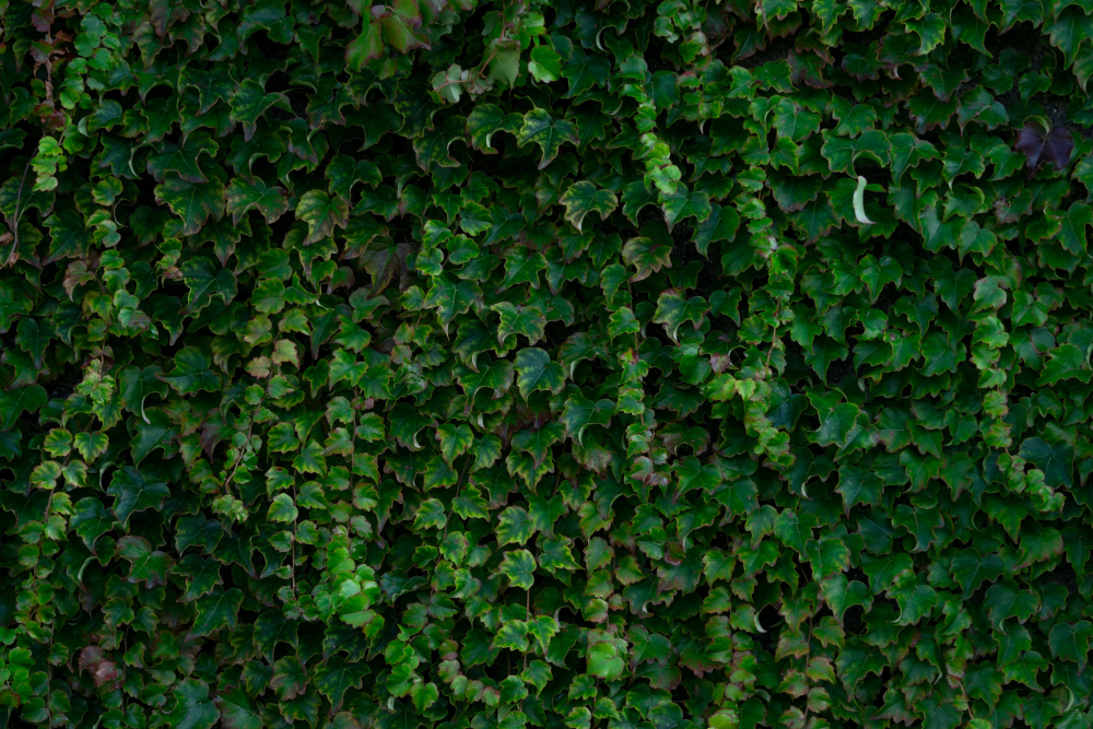 Ivy