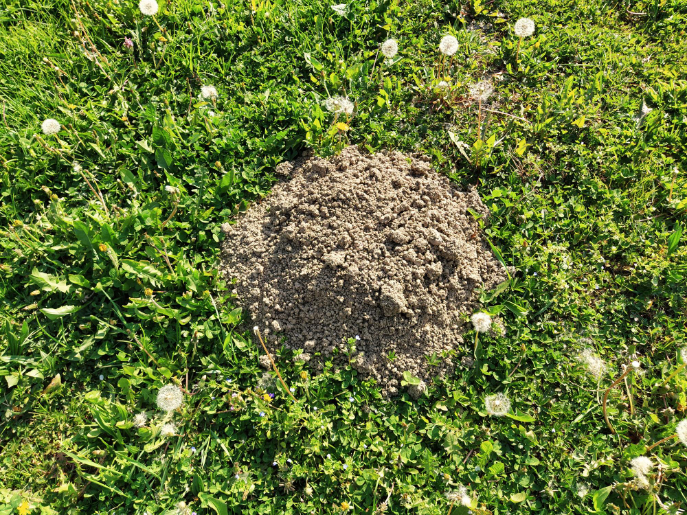 Molehill
