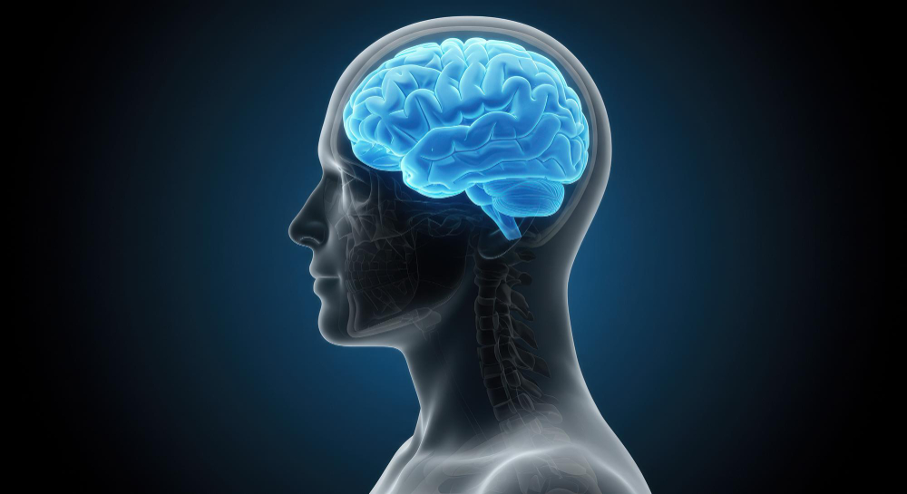 brain