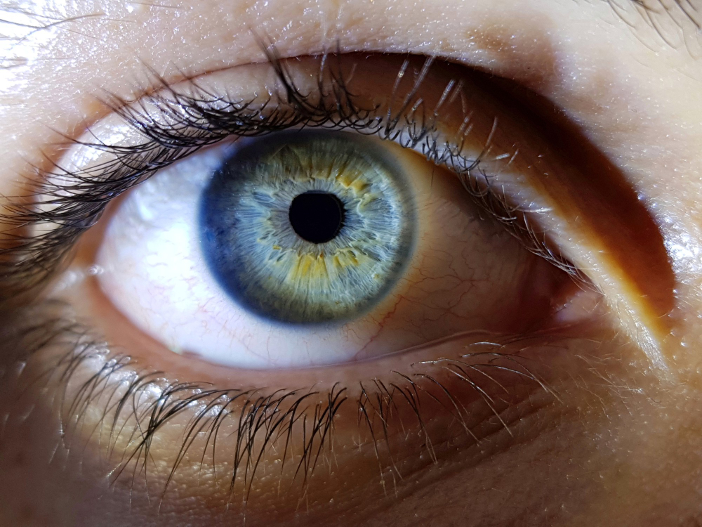 human eye