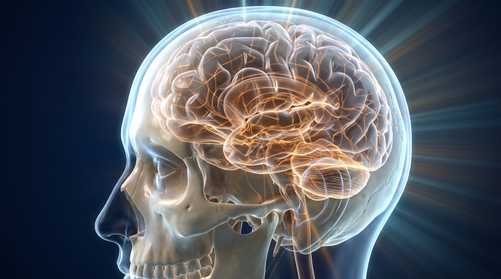 brain