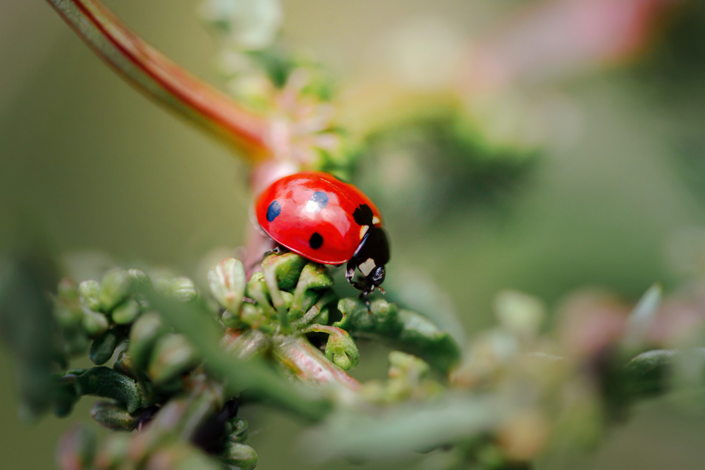 Ladybird