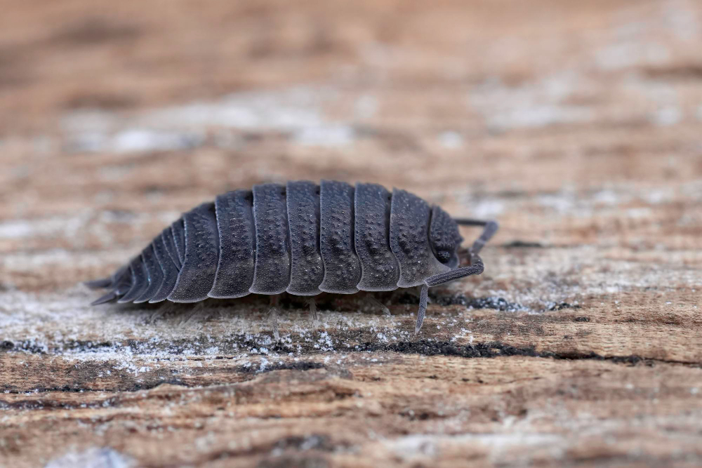 Woodlouse
