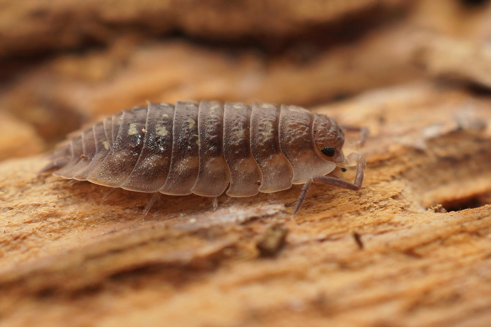 Woodlouse