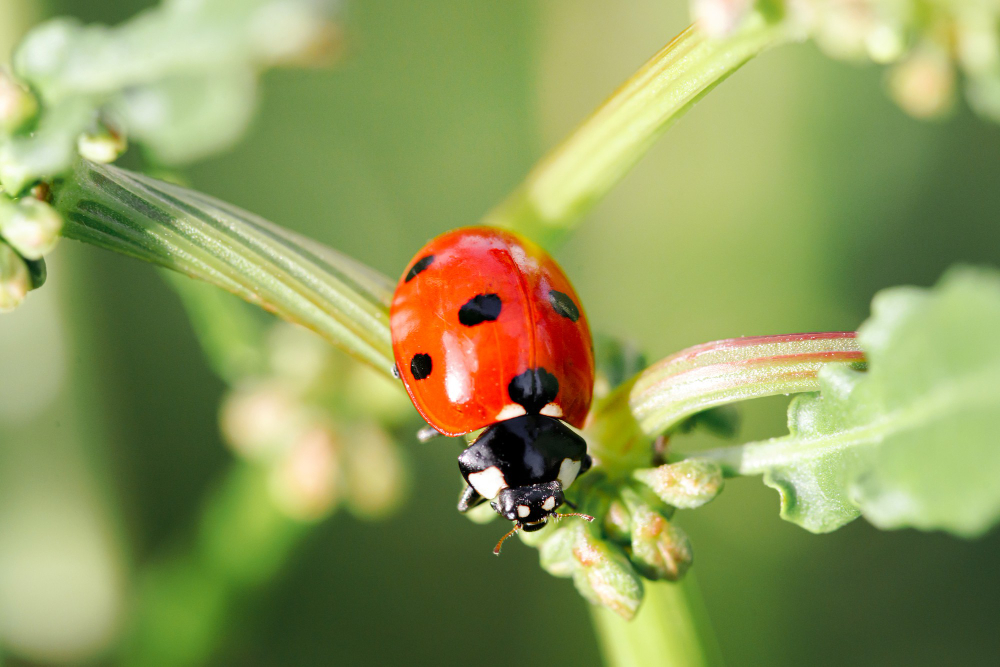Ladybird