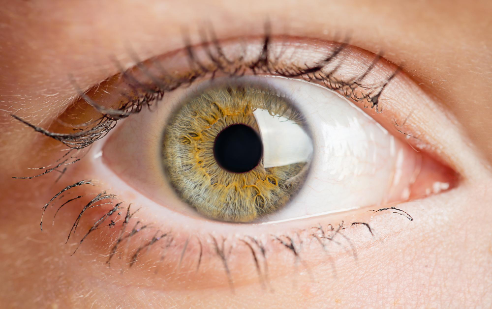 human eye