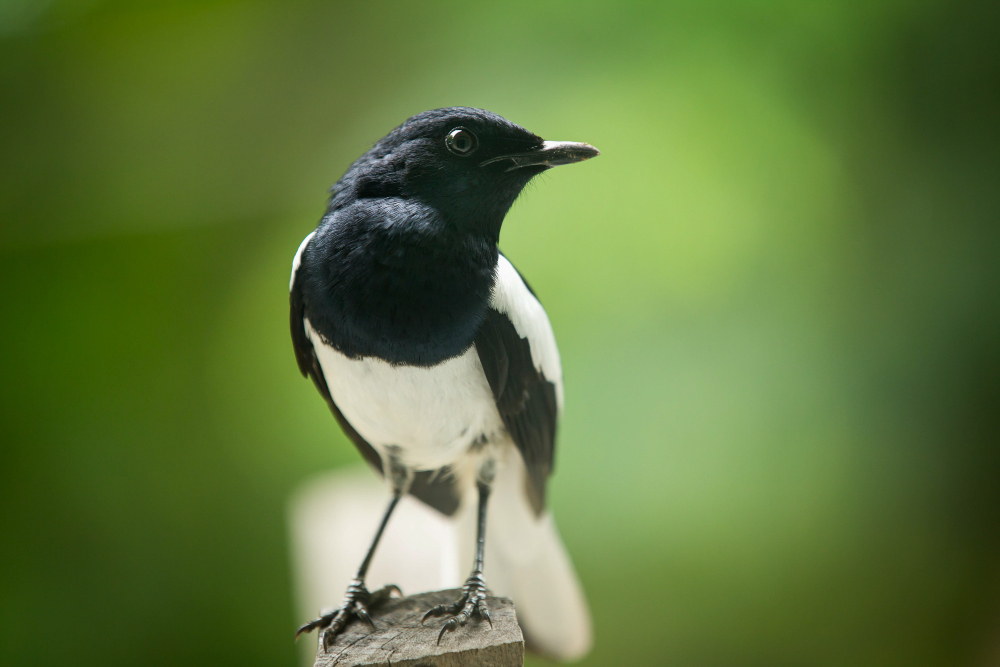 Magpie
