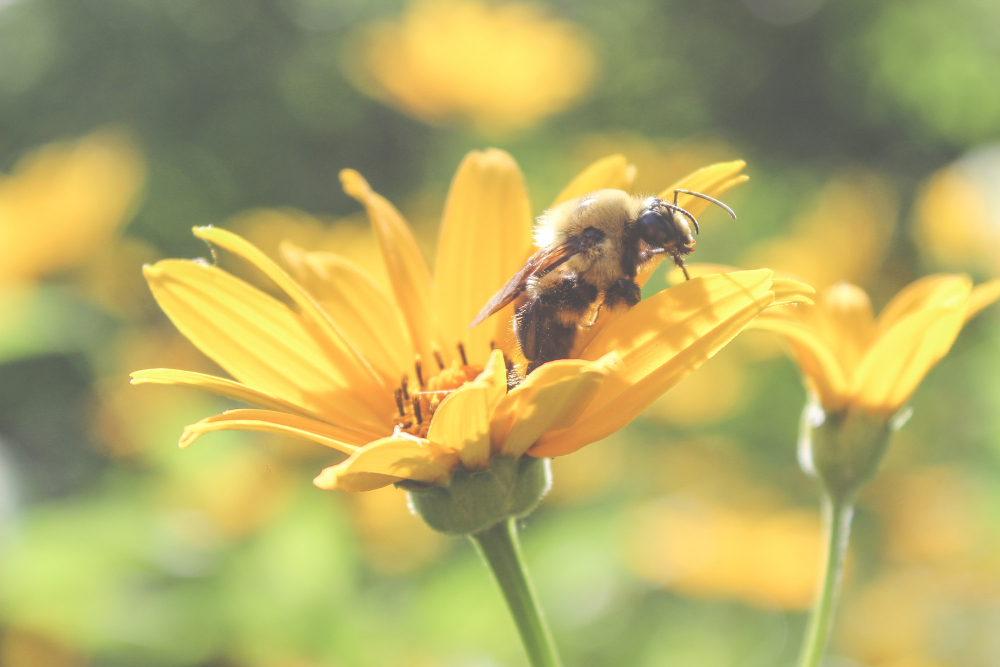 Bumblebee