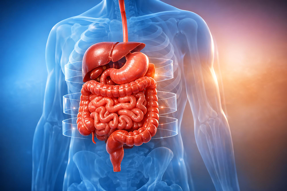 Digestive System
