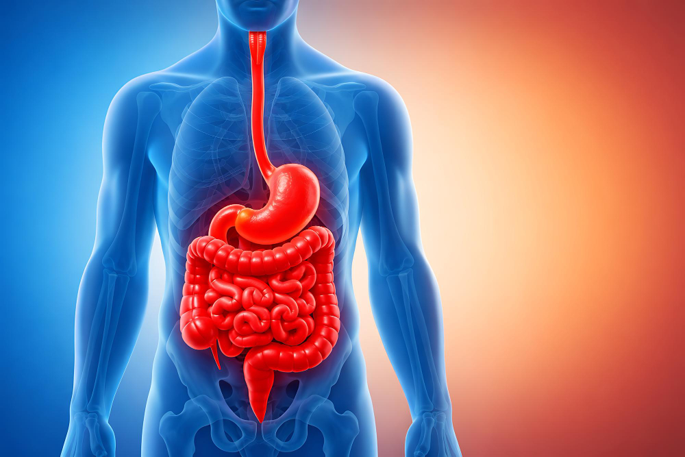 Digestive System