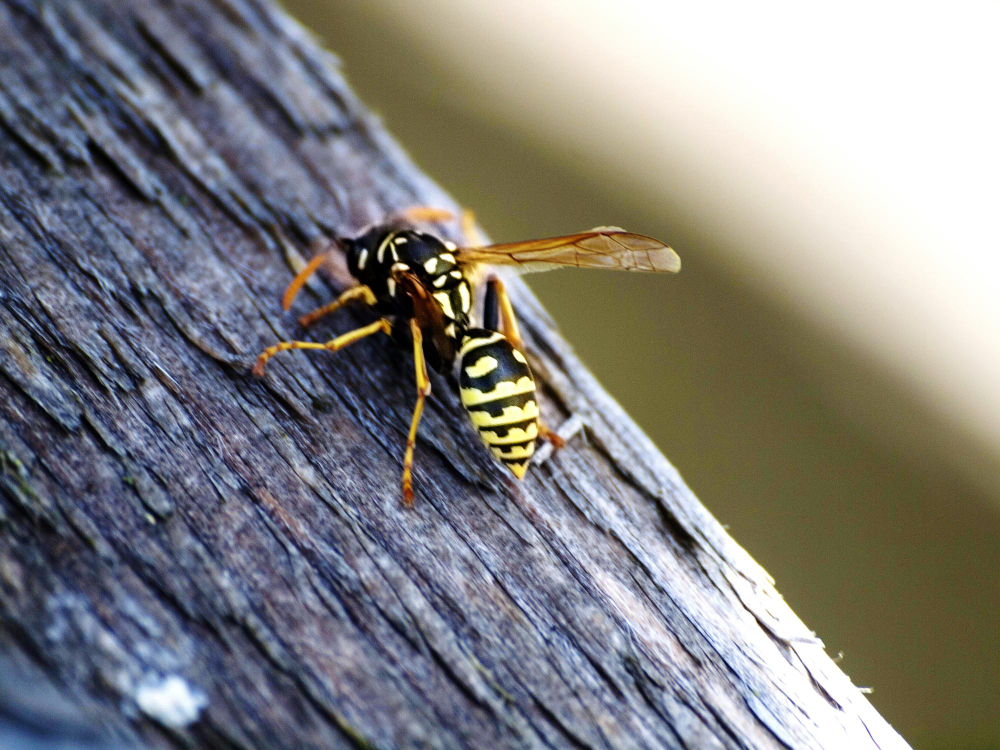 Wasp