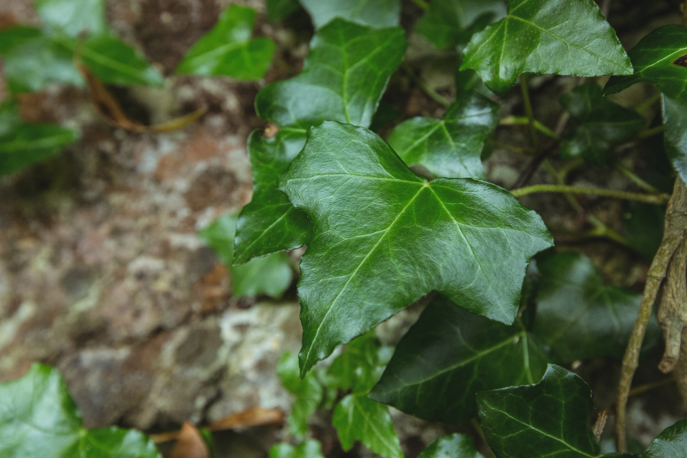Ivy