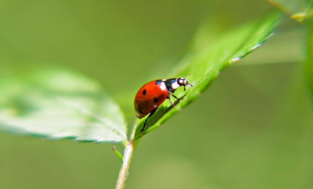 Ladybird
