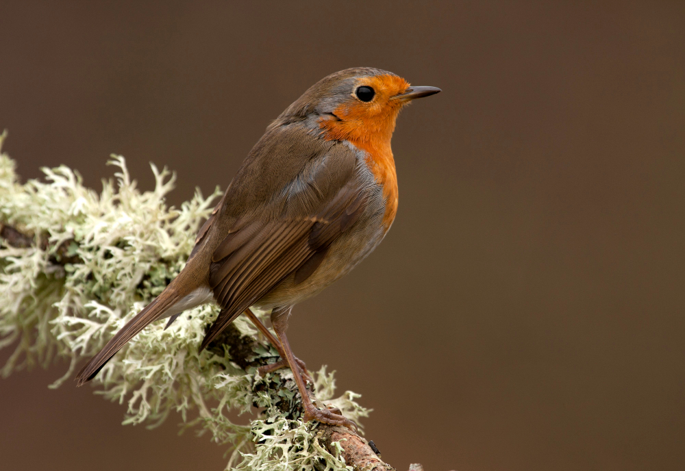 Robin Bird