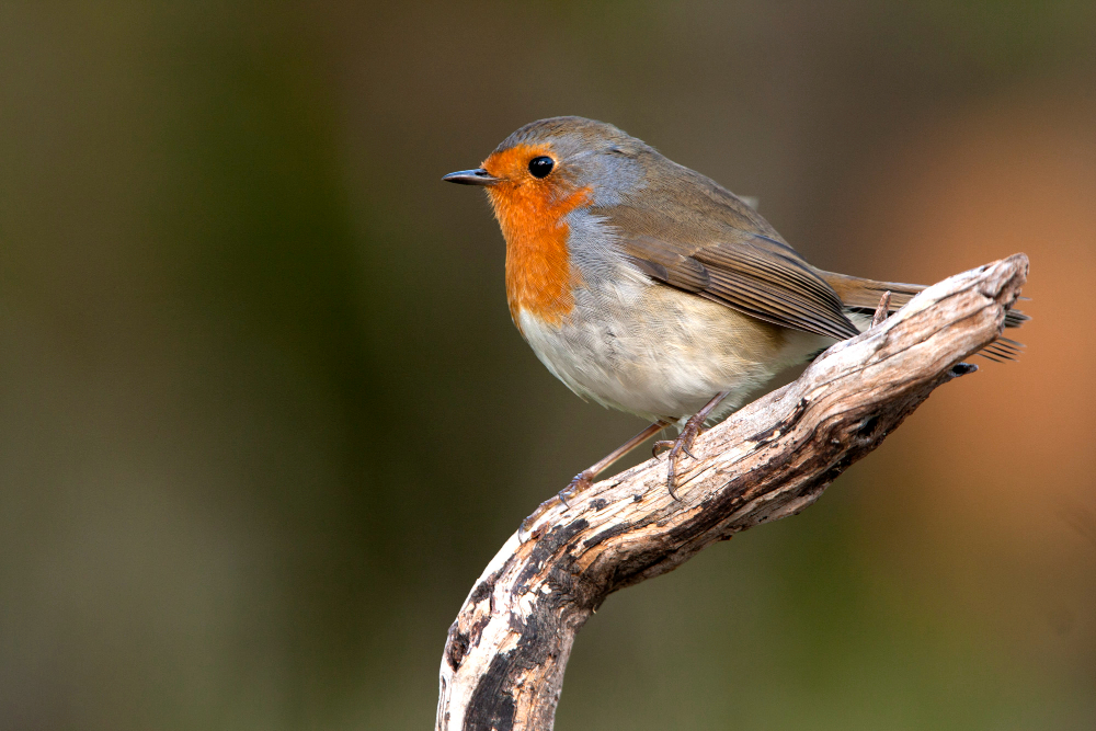 Robin Bird
