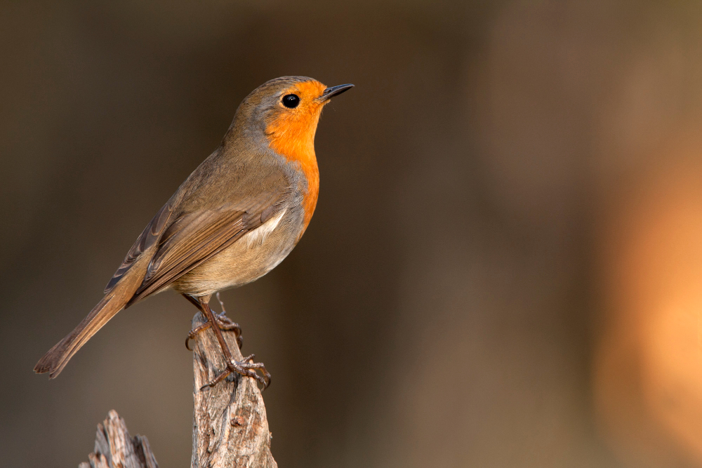 Robin Bird