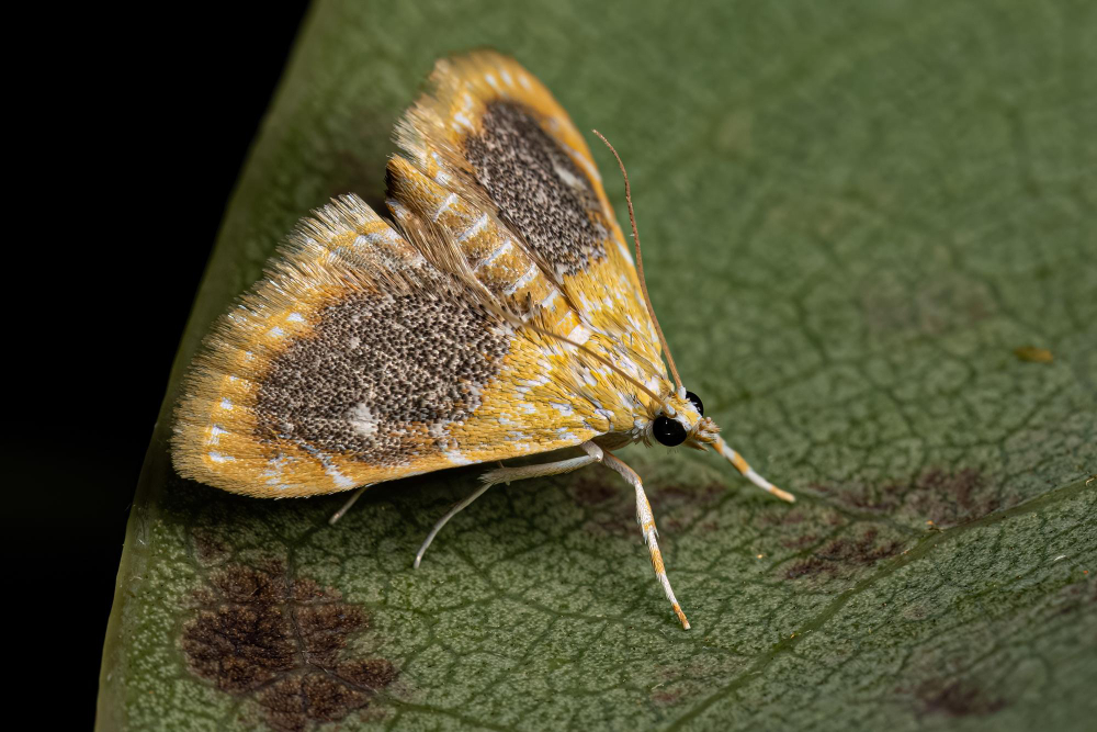 clothes moth