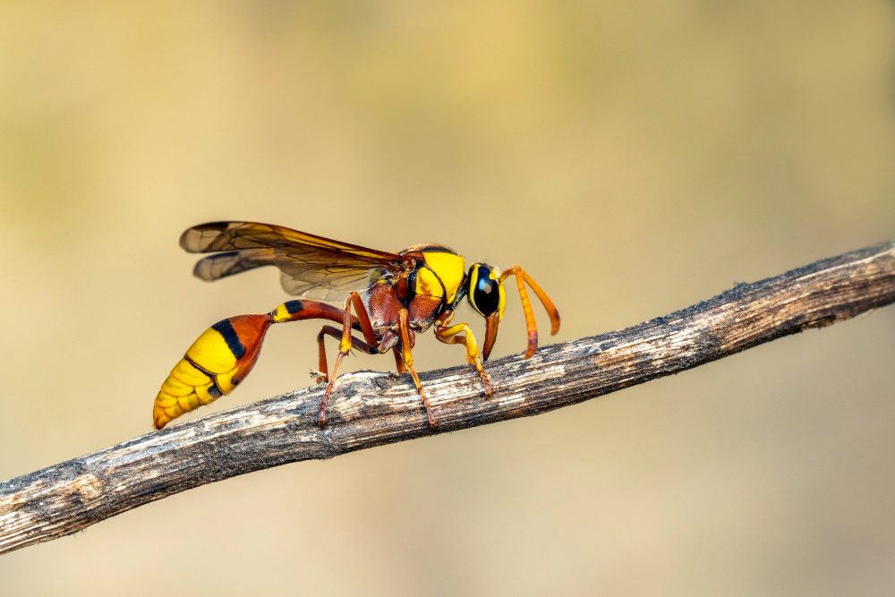 Wasp