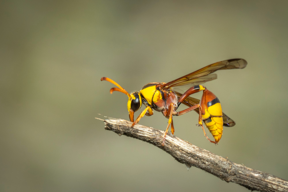 Wasp