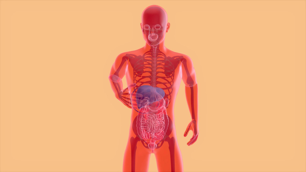 human liver