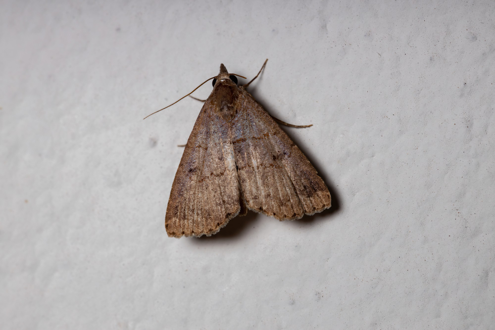 clothes moth