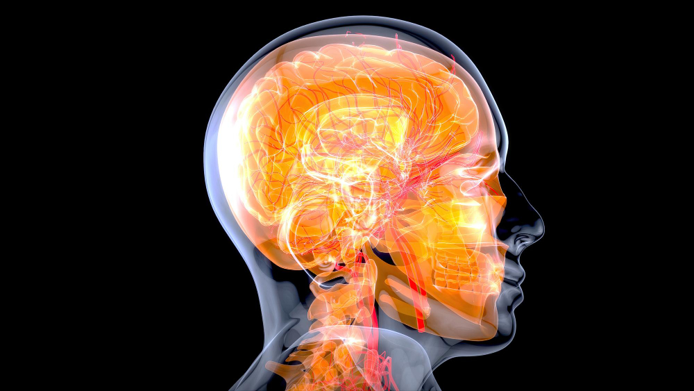 brain