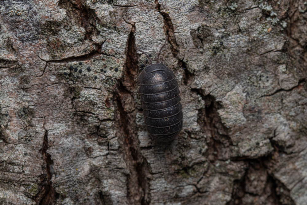 Woodlouse