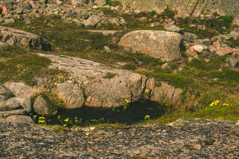 rock pool