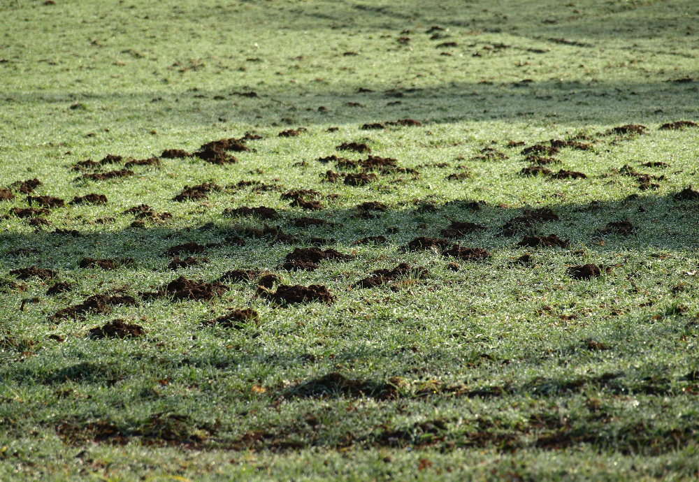 Molehill