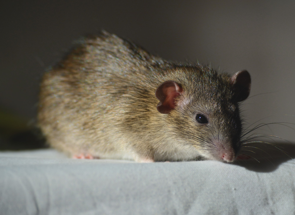 Mouse